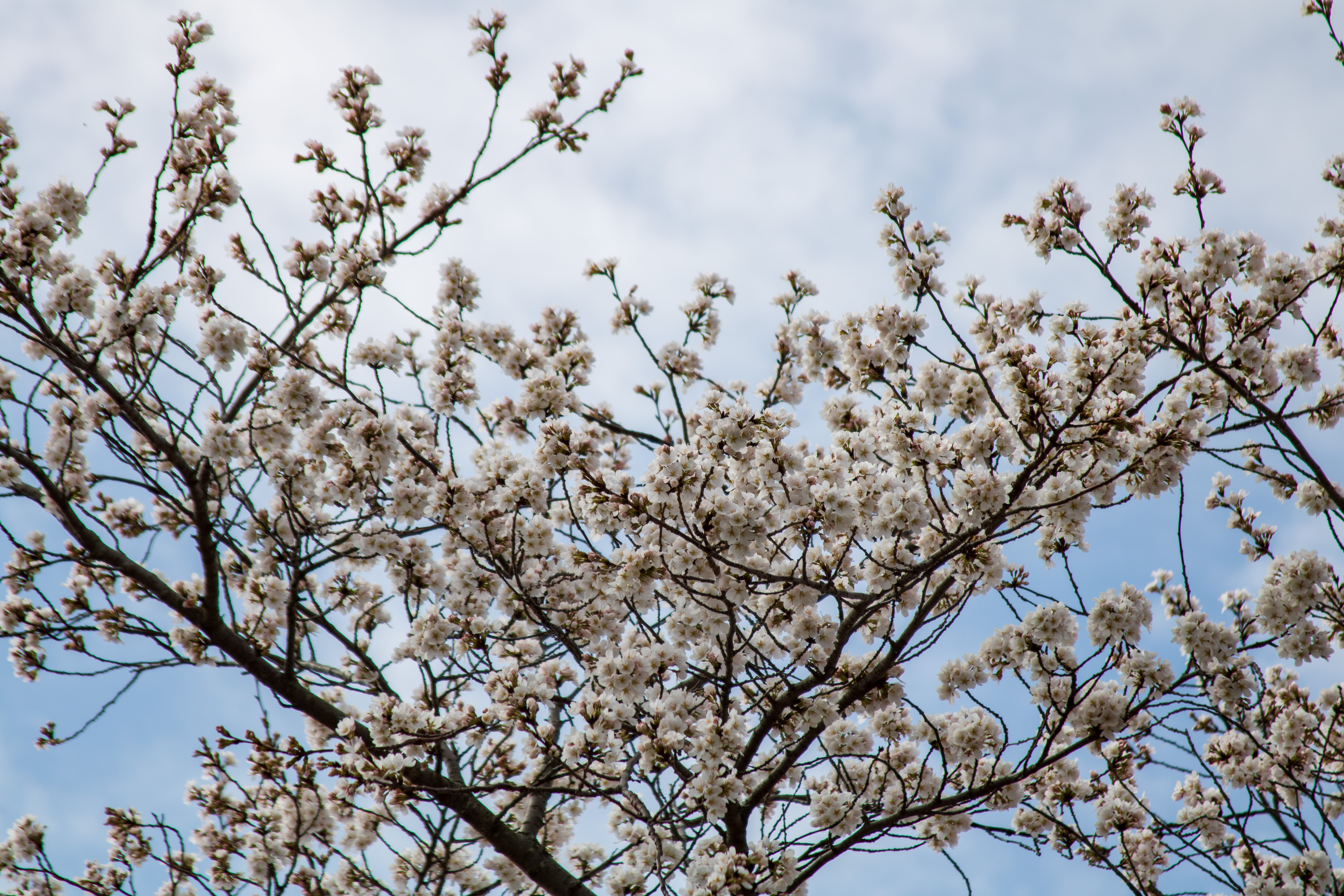 Cherry Blossoms